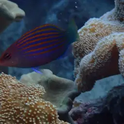 Six-line Wrasse, photo 7