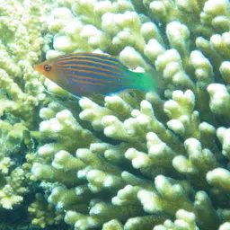 Six-line Wrasse, photo 8
