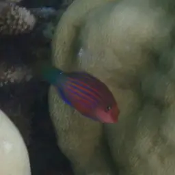 Six-line Wrasse, photo 9