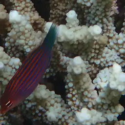 Six-line Wrasse, photo 10