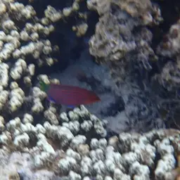 Six-line Wrasse, photo 11