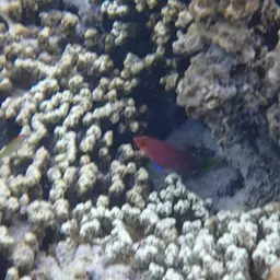 Six-line Wrasse, photo 12