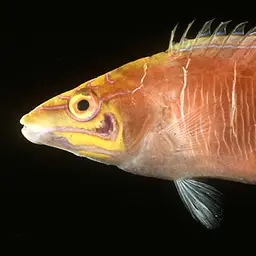 Mystery Wrasse