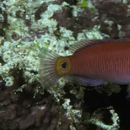 Mystery Wrasse, photo 2