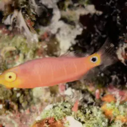 Mystery Wrasse, photo 3
