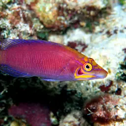 Mystery Wrasse, photo 5