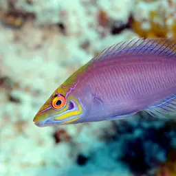 Mystery Wrasse, photo 6