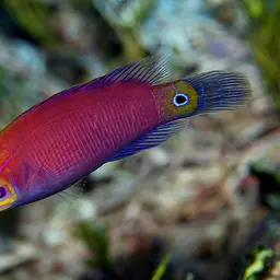 Mystery Wrasse, photo 7