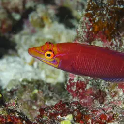 Mystery Wrasse, photo 8