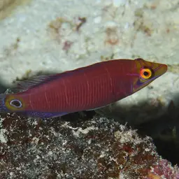 Mystery Wrasse, photo 9