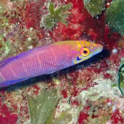 Mystery Wrasse, photo 10