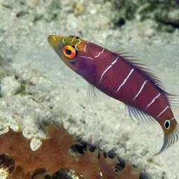 Mystery Wrasse, photo 11
