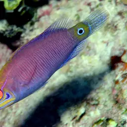 Mystery Wrasse, photo 12