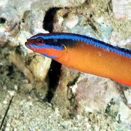 Neon Dottyback, photo 1