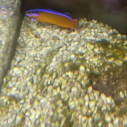 Neon Dottyback, photo 2