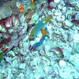 Neon Dottyback, photo 3