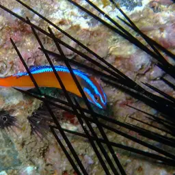 Neon Dottyback, photo 4