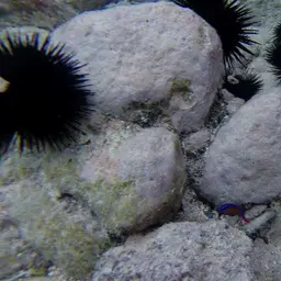 Neon Dottyback, photo 6