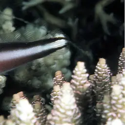 Two-lined Dottyback, photo 1