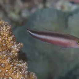 Two-lined Dottyback, photo 2