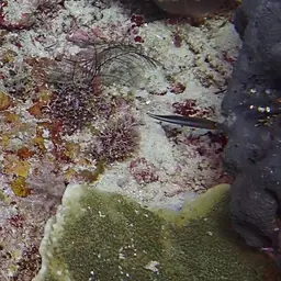 Two-lined Dottyback, photo 3