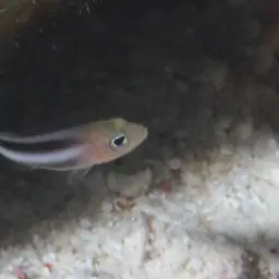 Two-lined Dottyback, photo 4