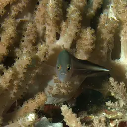 Two-lined Dottyback, photo 5