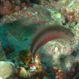 Two-lined Dottyback, photo 6