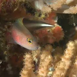 Two-lined Dottyback, photo 7