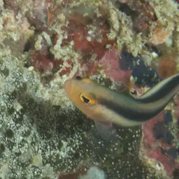 Two-lined Dottyback, photo 8