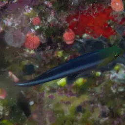 Two-lined Dottyback, photo 9