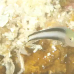 Two-lined Dottyback, photo 10