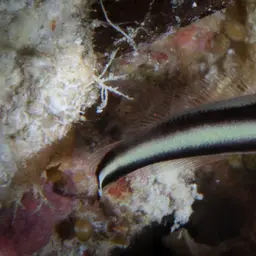 Two-lined Dottyback, photo 11