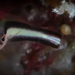 Two-lined Dottyback, photo 12