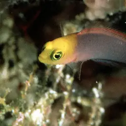 Elongate Dottyback