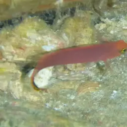 Elongate Dottyback, photo 2