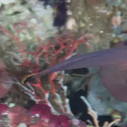 Elongate Dottyback, photo 3