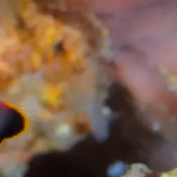 Elongate Dottyback, photo 4