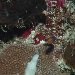 Elongate Dottyback, photo 5