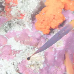Elongate Dottyback, photo 6