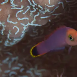 Elongate Dottyback, photo 7