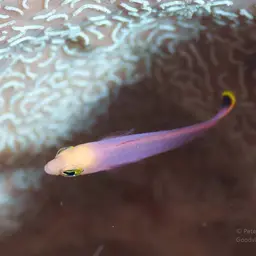 Elongate Dottyback, photo 8