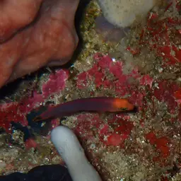 Elongate Dottyback, photo 9