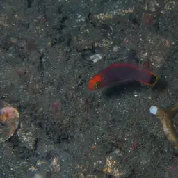 Elongate Dottyback, photo 10