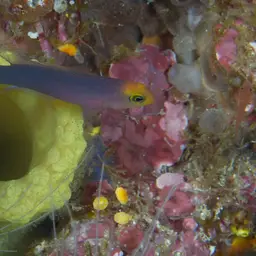 Elongate Dottyback, photo 11