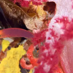 Elongate Dottyback, photo 12
