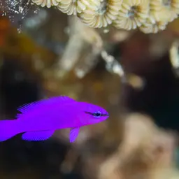 Orchid Dottyback