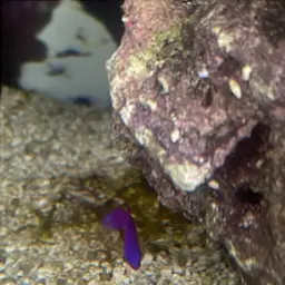 Orchid Dottyback, photo 2