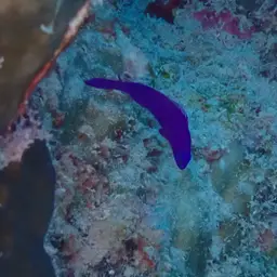 Orchid Dottyback, photo 4