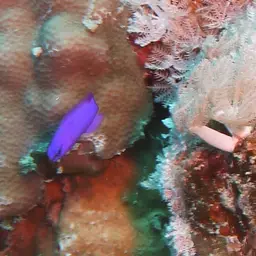 Orchid Dottyback, photo 5